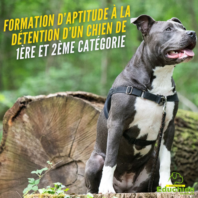 Formation d’aptitude à la détention d’un chien catégorisé du Mardi 10 mai 2022