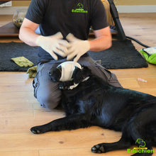 Charger l'image dans la galerie, Formation EDUCHIEN premiers secours canin dans les Yvelines (78) pour particuliers et professionnels, décembre 2024