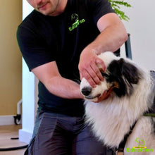 Charger l'image dans la galerie, Formation EDUCHIEN premiers secours canin dans les Yvelines (78) pour particuliers et professionnels, décembre 2024