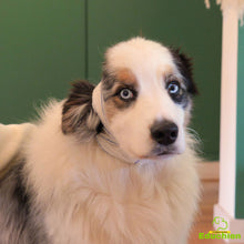 Charger l'image dans la galerie, Formation EDUCHIEN premiers secours canin dans les Yvelines (78) pour particuliers et professionnels, décembre 2024