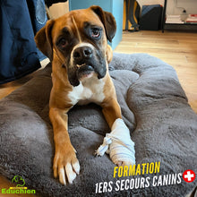Charger l'image dans la galerie, formation et sensibilisation aux gestes de premiers secours canin dans les Yvelines