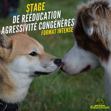 Charger l'image dans la galerie, Stage agressivité entre congénères, réactivité chien, troubles du comportement canin, éducation canine, éducateur canin, Educhien, Educhien78, Educhien formation, stages et formations canines, Île-de-France, centre de formation, communication chien et chiot, Yvelines 78, Saint-Germain-en-Laye, Alexis Bonnarang, comportementaliste canin, communication canine entre chiens.