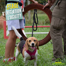 Charger l'image dans la galerie, Sport canin Agility Stage d'initiation à l'Agility Alexis bonnarang Educhien78 educhien formation education canine Dressage activité canine Dog training chien chiot stage canin comportementaliste club canin de la plaine de jouars Yvelines île-de-france 78