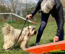 Charger l'image dans la galerie, Stage d'agility dog chien dog training Agility chien chiot Yvelines île-de-france 78 Educhien Educhien formation Educhien78 education canine Stage canin Formation canine Activités canines Sport canin