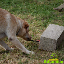 Charger l'image dans la galerie, EDUCHIEN FORMATION stage de recherche olfactive chien Yvelines 78 île-de-france Educhien78 stage et formation de recherche