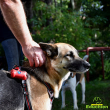 Charger l'image dans la galerie, Stage intensif education canine Yvelines 78 île-de-france Alexis bonnarang Educateur canin comportementaliste Education canine Dressage chien chiot education du chiot Formation educateur canin le métier d'éducateur canin club canin de la plaine de jouars Educhien formation journée de stage et de formation canine