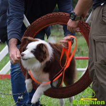 Charger l'image dans la galerie, Stage d'agility Educhien formation educhien78 education canine educateur canin jouars-pontchartrain yvelines 78 île-de-france club canin de la plaine de jouars dog training AGILITY sport canin stage & formation Alexis Bonnarang éducateur canin comportementaliste France