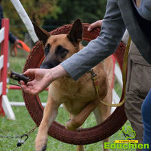 Charger l'image dans la galerie, Stage d'agility Educhien formation educhien78 education canine educateur canin jouars-pontchartrain yvelines 78 île-de-france club canin de la plaine de jouars dog training AGILITY sport canin stage & formation Alexis Bonnarang éducateur canin comportementaliste France