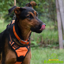 Charger l'image dans la galerie, Stage d'agility Educhien formation educhien78 education canine educateur canin jouars-pontchartrain yvelines 78 île-de-france club canin de la plaine de jouars dog training AGILITY sport canin stage & formation Alexis Bonnarang éducateur canin comportementaliste France