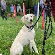 Charger l'image dans la galerie, alexis bonnarang educateur canin comportementaliste yvelines stages canins formation canine educhien formation 100% en ligne formation chiot education positive chien formation vidéo stage intensif education dressage educhien78 dresseur agility sport comportement chien