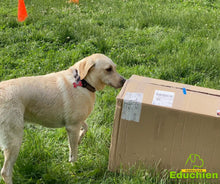 Charger l'image dans la galerie, alexis bonnarang educateur canin comportementaliste yvelines stages canins formation canine educhien formation 100% en ligne formation chiot education positive chien formation vidéo stage intensif education dressage educhien78 dresseur agility sport comportement chien france leader education canine
