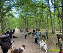 Charger l'image dans la galerie, Stage d'ÉDUCATION CANINE Format intense / Session du samedi 28 mars 2026