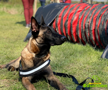 Charger l'image dans la galerie, alexis bonnarang educateur canin comportementaliste yvelines stages canins formation canine educhien formation 100% en ligne formation chiot education positive chien formation vidéo stage intensif education dressage educhien78 dresseur agility sport comportement chien