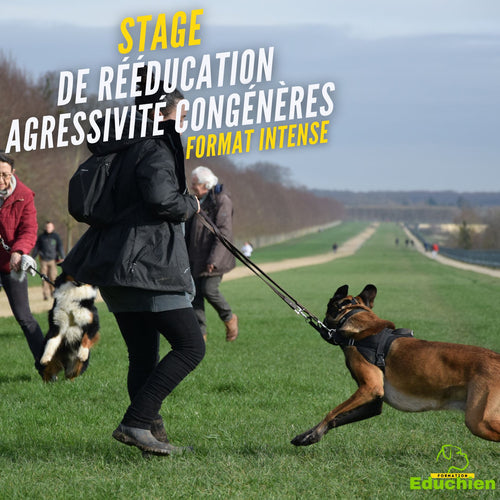 Stage agressivité congénères réactivité chien troubles du comportement canin education canine educateur canin Educhien Educhien78 Educhien formation stage & formations canines île-de-france centre de formation communication chien chiot Yvelines 78 Saint-Germain-en-Laye Alexis Bonnarang comportementaliste canin communication canine entre chiens