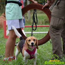 Charger l&#39;image dans la galerie, Stage d&#39;agility Educhien formation educhien78 education canine educateur canin jouars-pontchartrain yvelines 78 île-de-france club canin de la plaine de jouars dog training AGILITY sport canin stage &amp; formation Alexis Bonnarang éducateur canin comportementaliste France
