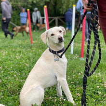 Charger l&#39;image dans la galerie, alexis bonnarang educateur canin comportementaliste yvelines stages canins formation canine educhien formation 100% en ligne formation chiot education positive chien formation vidéo stage intensif education dressage educhien78 dresseur agility sport comportement chien 
