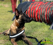 Charger l&#39;image dans la galerie, alexis bonnarang educateur canin comportementaliste yvelines stages canins formation canine educhien formation 100% en ligne formation chiot education positive chien formation vidéo stage intensif education dressage educhien78 dresseur agility sport comportement chien 
