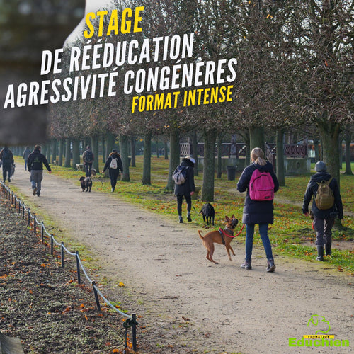 Stage agressivité congénères réactivité chien troubles du comportement canin education canine educateur canin Educhien Educhien78 Educhien formation stage & formations canines île-de-france centre de formation communication chien chiot Yvelines 78 Saint-Germain-en-Laye Alexis Bonnarang comportementaliste canin communication canine entre chiens 